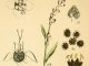 Scientific illustration of smut growing on seeds and tiny flowers, seen very close up