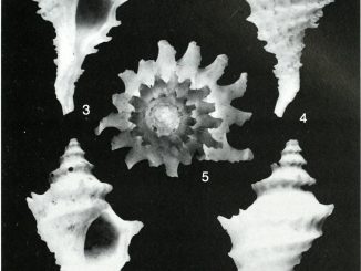 Scientific illustrations of spiny seashells, ghost white against a saturated black background.