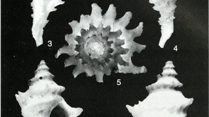 Scientific illustrations of spiny seashells, ghost white against a saturated black background.