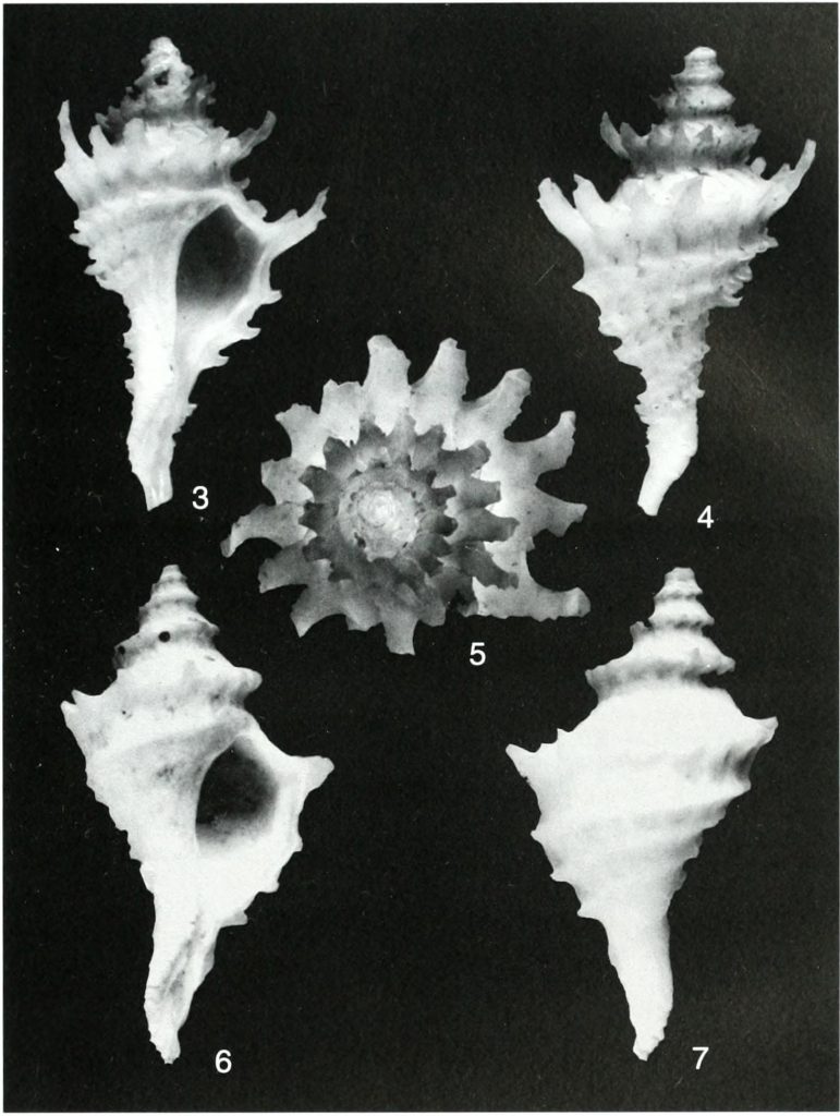 Scientific illustrations of spiny seashells, ghost white against a saturated black background.