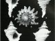 Scientific illustrations of spiny seashells, ghost white against a saturated black background.
