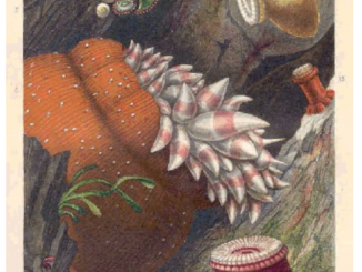 Scientific illustration of colorful sea anemones practically glowing in orange, yellow, and red against the blackness of an undersea cave or rock face.