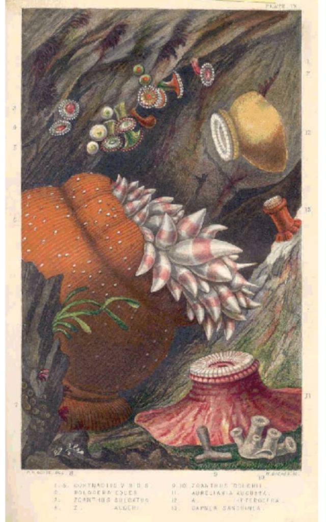 Scientific illustration of colorful sea anemones practically glowing in orange, yellow, and red against the blackness of an undersea cave or rock face.