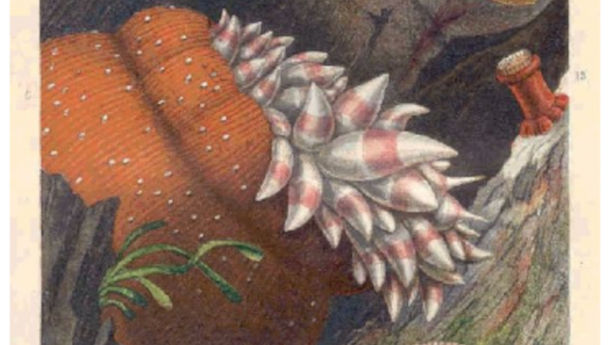 Scientific illustration of colorful sea anemones practically glowing in orange, yellow, and red against the blackness of an undersea cave or rock face.