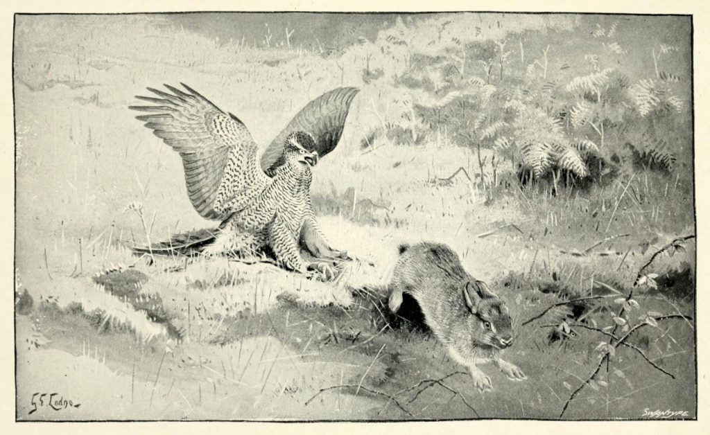 Scientific illustration of a rabbit, bright-eyed and determined, outrunning an owl, claws outstretched and hungry beak open wide.