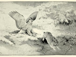 Scientific illustration of a rabbit, bright-eyed and determined, outrunning an owl, claws outstretched and hungry beak open wide.