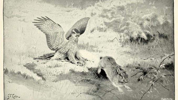 Scientific illustration of a rabbit, bright-eyed and determined, outrunning an owl, claws outstretched and hungry beak open wide.