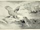 Scientific illustration of a rabbit, bright-eyed and determined, outrunning an owl, claws outstretched and hungry beak open wide.