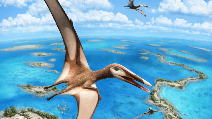 Scientific illustration of a pterosaur, a flying dinosaur-like animal called Mimodactylus. It has broad, white, black-rimmed wings and is soaring above a sandy islet in a bright blue lagoon of prehistoric Afro-Arabia.