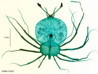 Scientific illustration of a spiny lobster nymph dyed blue-green for the microscope., all legs and bubble-body and eyes (or tails?) on long stalks.