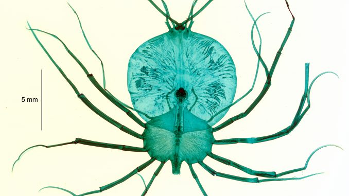 Scientific illustration of a spiny lobster nymph dyed blue-green for the microscope., all legs and bubble-body and eyes (or tails?) on long stalks.