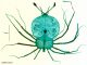 Scientific illustration of a spiny lobster nymph dyed blue-green for the microscope., all legs and bubble-body and eyes (or tails?) on long stalks.