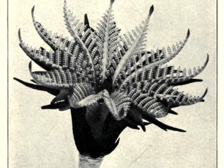 Scientific illustration of a fossii flower, the flower of a cycad.