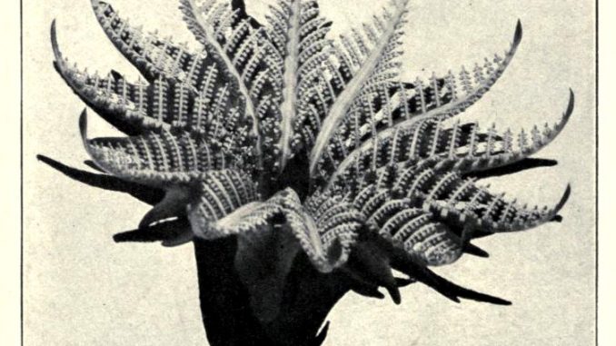 Scientific illustration of a fossii flower, the flower of a cycad.