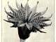 Scientific illustration of a fossii flower, the flower of a cycad.