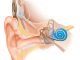 Scientific illustration of a cochlear implant; a bionic ear.