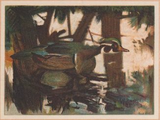 Scientific illustration of a camouflaged wood duck by AH Thayer.