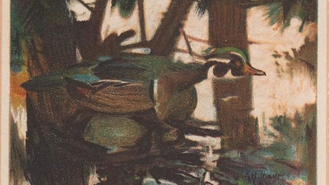 Scientific illustration of a camouflaged wood duck by AH Thayer.