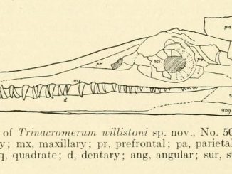 Scientific illustration of a plesiosaur skull, a marine dinosaur (or dinosaur-like critter) with a long, beaky snout and some sharp-looking teeth.