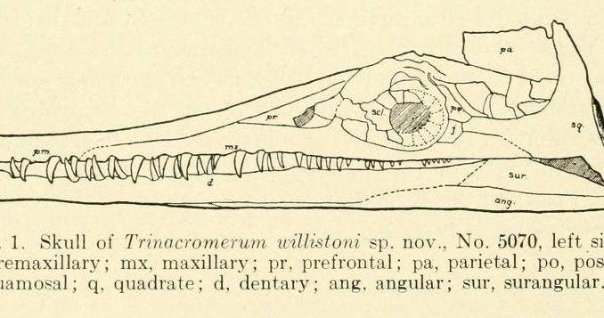 Scientific illustration of a plesiosaur skull, a marine dinosaur (or dinosaur-like critter) with a long, beaky snout and some sharp-looking teeth.