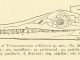 Scientific illustration of a plesiosaur skull, a marine dinosaur (or dinosaur-like critter) with a long, beaky snout and some sharp-looking teeth.