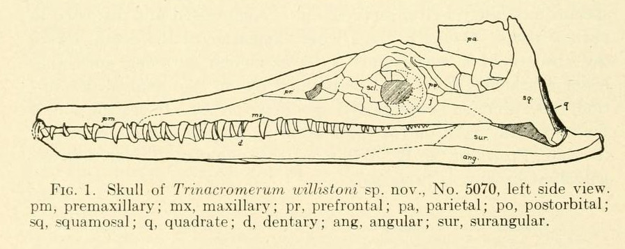 Scientific illustration of a plesiosaur skull, a marine dinosaur (or dinosaur-like critter) with a long, beaky snout and some sharp-looking teeth.
