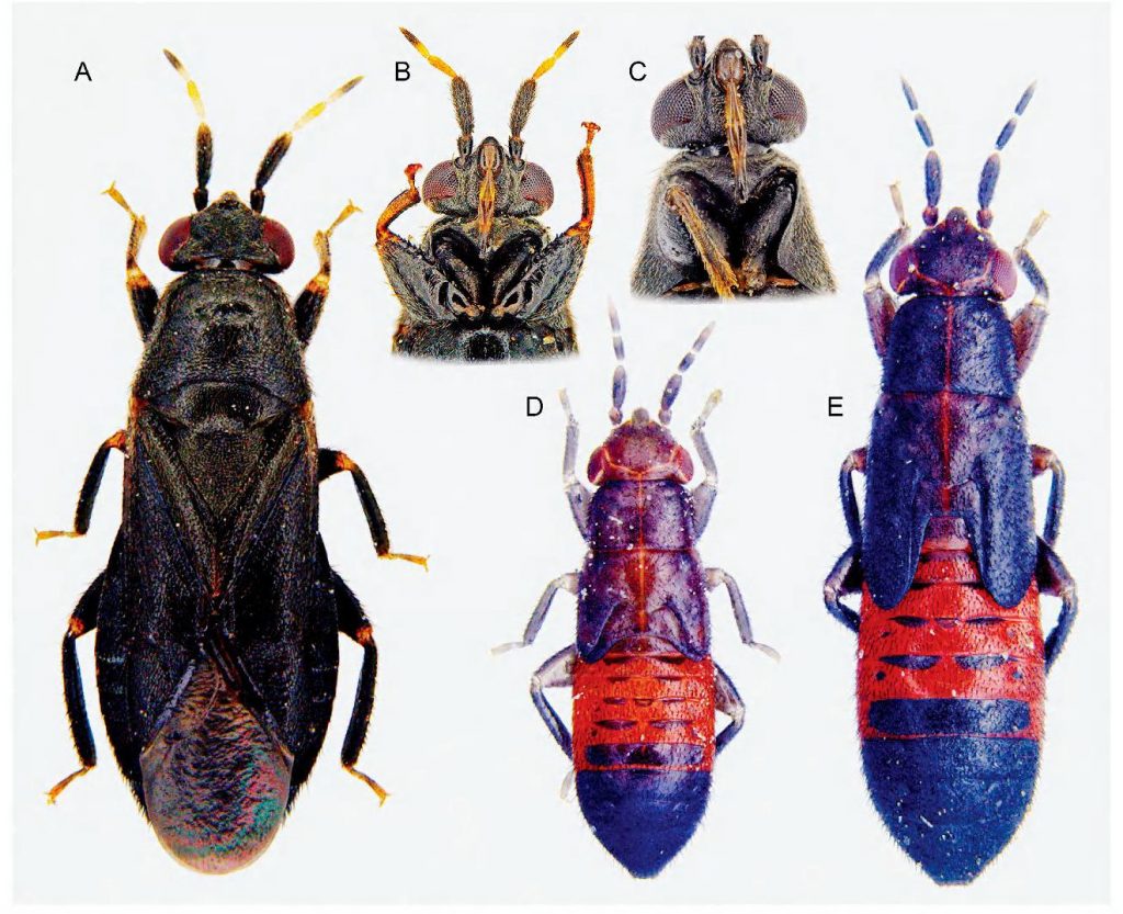 Scientific illustration of a banyan-dwelling plant bug named for the goddess Lakshmi. The young ones are resplendent in royal blue and crimson.
