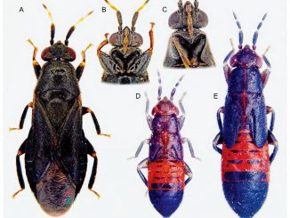 Scientific illustration of a banyan-dwelling plant bug named for the goddess Lakshmi. The young ones are resplendent in royal blue and crimson.