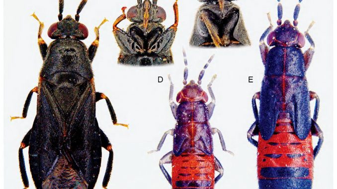 Scientific illustration of a banyan-dwelling plant bug named for the goddess Lakshmi. The young ones are resplendent in royal blue and crimson.