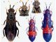 Scientific illustration of a banyan-dwelling plant bug named for the goddess Lakshmi. The young ones are resplendent in royal blue and crimson.