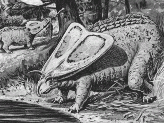 Scientific illustration of a Torosaurus, the dinosaur with the largest skull.