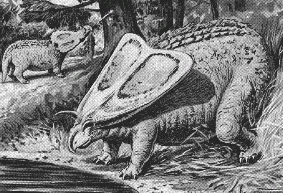 Scientific illustration of a Torosaurus, the dinosaur with the largest skull.