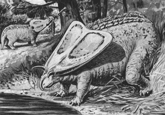 Scientific illustration of a Torosaurus, the dinosaur with the largest skull.