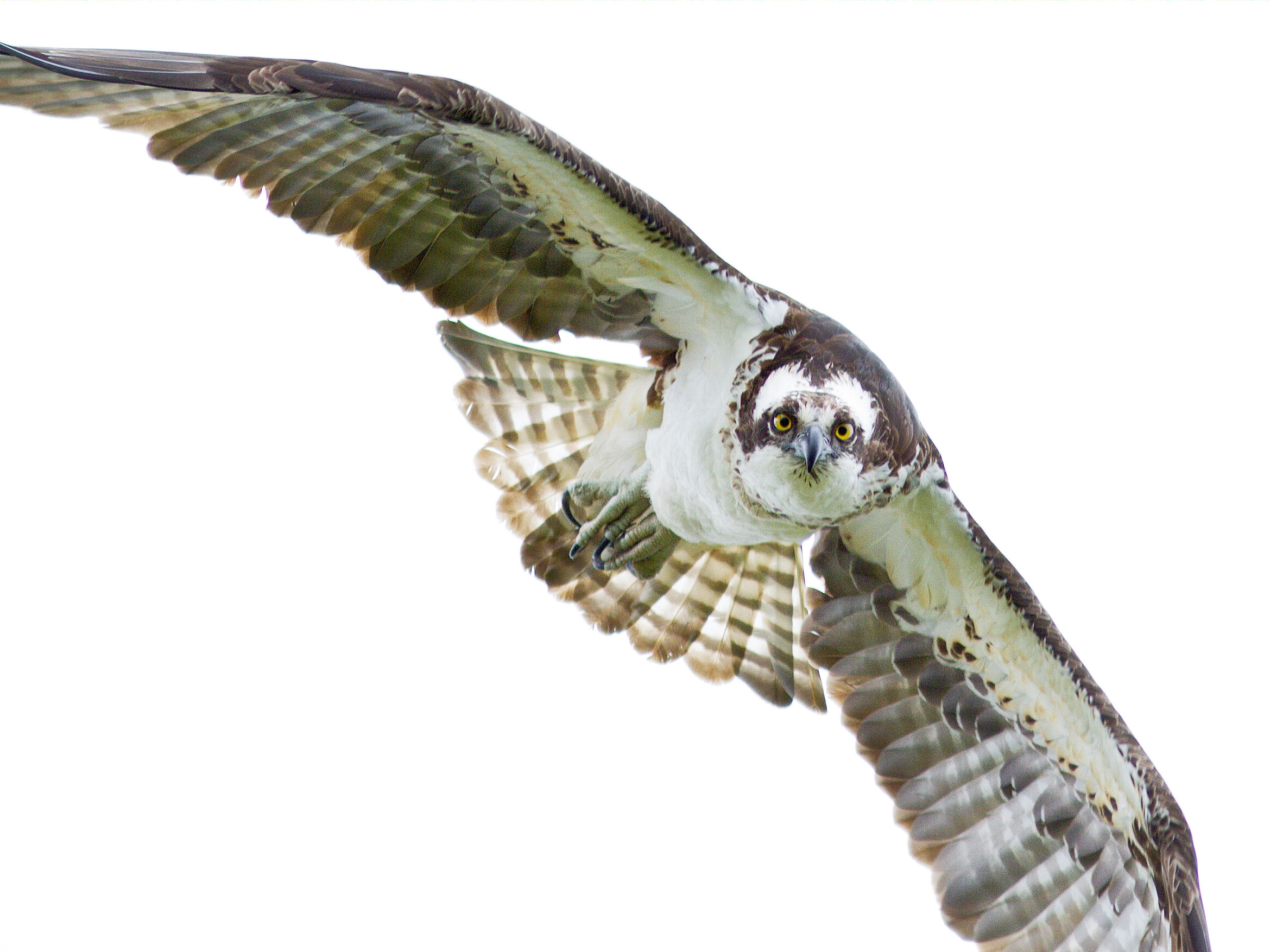 Scientific illustration of an osprey flying toward the camera, banking into a flared diagonal, poised to hunt. NOAA/NMFS/West Coast region