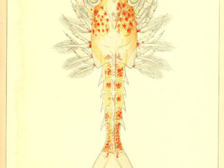 Scientific illustration of a baby lobster, Homerus americanus, with all its tiny feets and swimmerets, isn't it just the CUTEST!