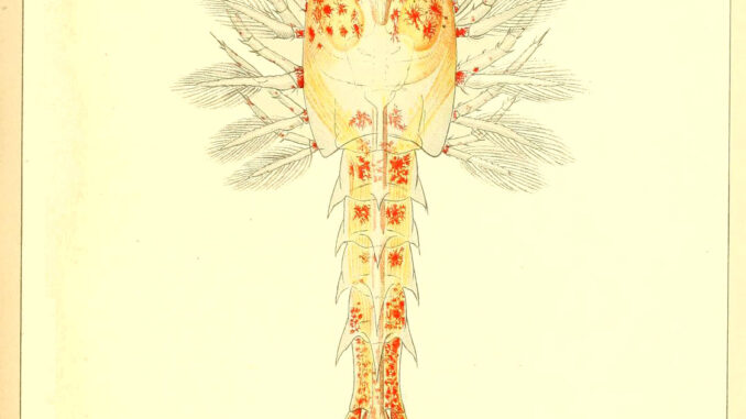 Scientific illustration of a baby lobster, Homerus americanus, with all its tiny feets and swimmerets, isn't it just the CUTEST!