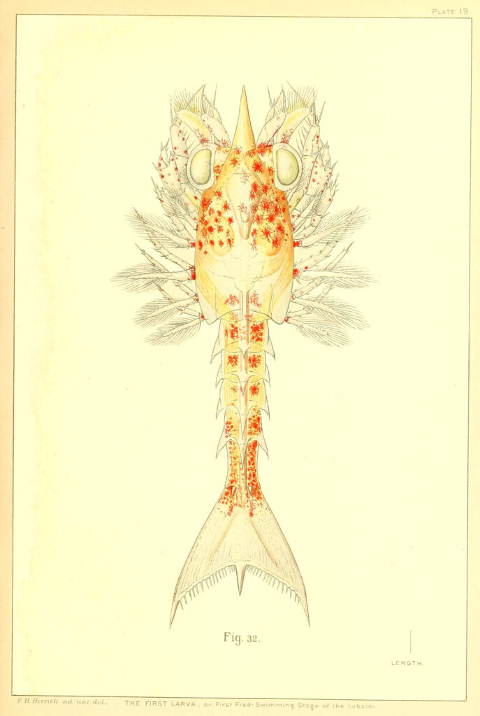 Scientific illustration of a baby lobster, Homerus americanus, with all its tiny feets and swimmerets, isn't it just the CUTEST!