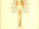Scientific illustration of a baby lobster, Homerus americanus, with all its tiny feets and swimmerets, isn't it just the CUTEST!