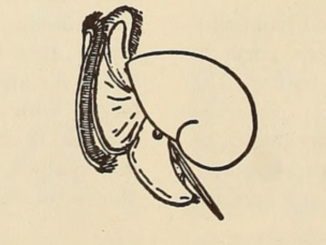 Scientific illustration of a mollusk. Perhaps a nautilus. Perhaps a snail. It's a simple line drawing, true to life, yet mysterious.