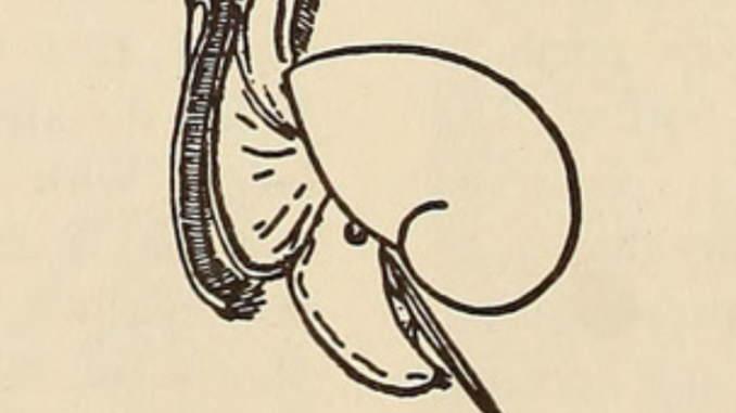 Scientific illustration of a mollusk. Perhaps a nautilus. Perhaps a snail. It's a simple line drawing, true to life, yet mysterious.