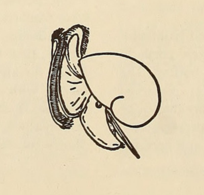 Scientific illustration of a mollusk. Perhaps a nautilus. Perhaps a snail. It's a simple line drawing, true to life, yet mysterious.