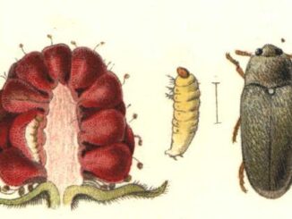 Scientific illustration of a raspberry beetle, from Nordisk familjebok