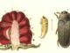 Scientific illustration of a raspberry beetle, from Nordisk familjebok