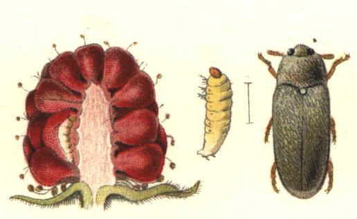 Scientific illustration of a raspberry beetle, from Nordisk familjebok