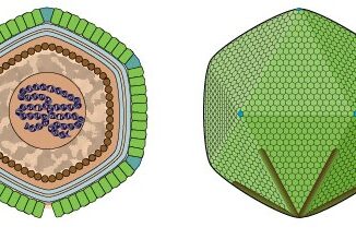 Scientific illustration showing the inside of a virus, specifically a Rheavirus (aka Cafeteriavirus). It looks a little like a 20-sided die from Dungeons & Dragons that's been covered with lizard skin.