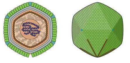 Scientific illustration showing the inside of a virus, specifically a Rheavirus (aka Cafeteriavirus). It looks a little like a 20-sided die from Dungeons & Dragons that's been covered with lizard skin.