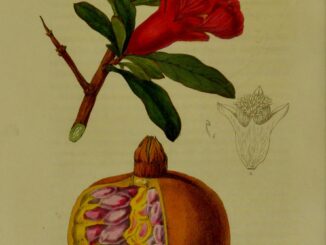 Scientific illustration of Punica granatum, the "Punic apple" or pomegranate.