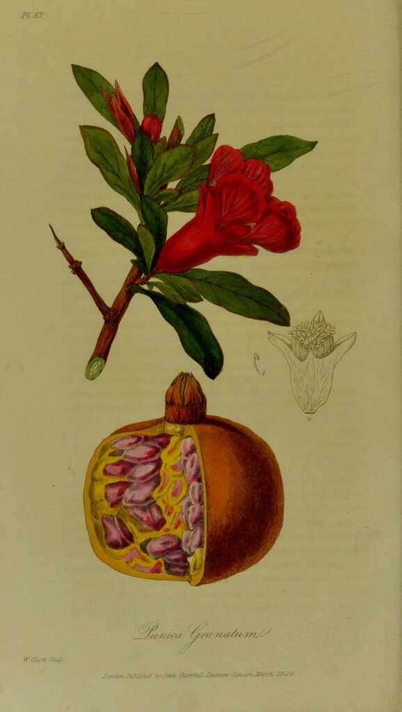 Scientific illustration of Punica granatum, the "Punic apple" or pomegranate.
