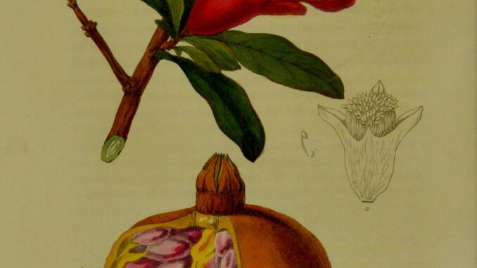 Scientific illustration of Punica granatum, the "Punic apple" or pomegranate.