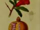 Scientific illustration of Punica granatum, the "Punic apple" or pomegranate.